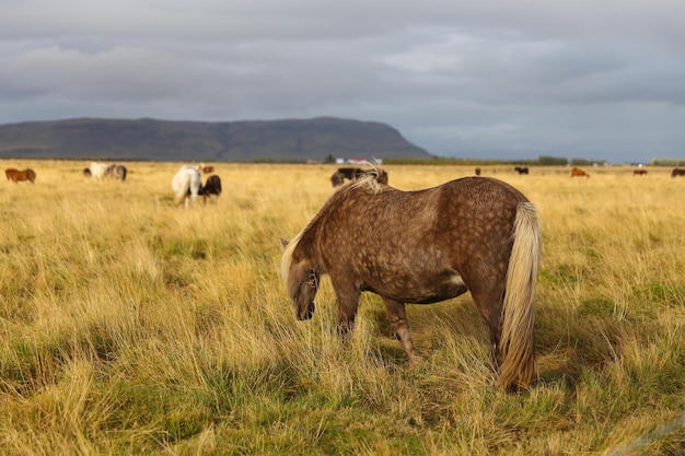 IJslands paard op een grasveld