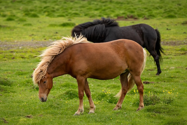 IJslandse paarden grazen op een groene weide. IJsland