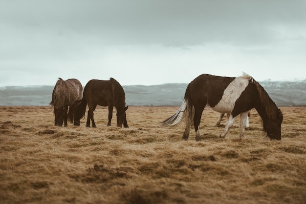 IJslandse paarden lopen vrij