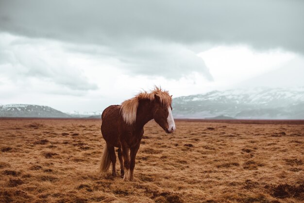 IJslandse paarden lopen vrij