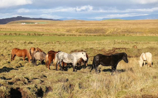 IJslandse paarden op een grasveld