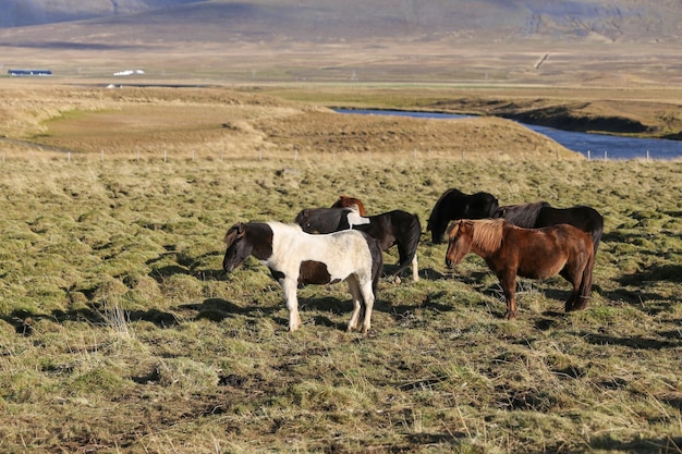 IJslandse paarden op een grasveld