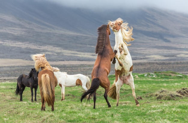 Ijslandse paarden vechten