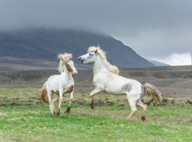 Foto ijslandse paarden