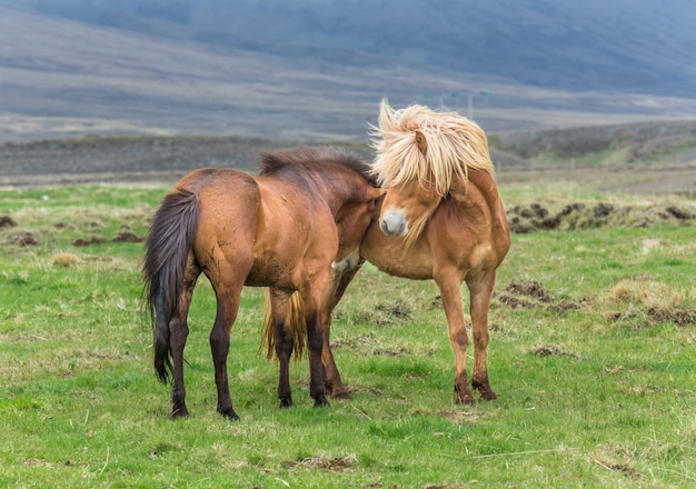 Foto ijslandse paarden