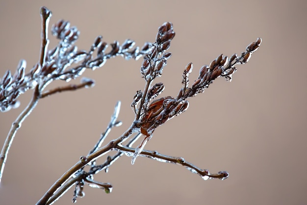 Ijspegels op ijzige boomtakken temperatuur schommelseizoen en winterweer in de herfst