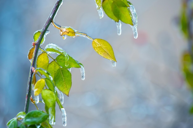 Ijspegels op ijzige takken en groene bladeren van bomen seizoen van temperatuurveranderingen en winterweer in de herfst