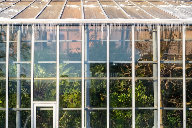 IJspegels opknoping van een tropische kas op het dak in de winter op een zonnige ijzige dag.