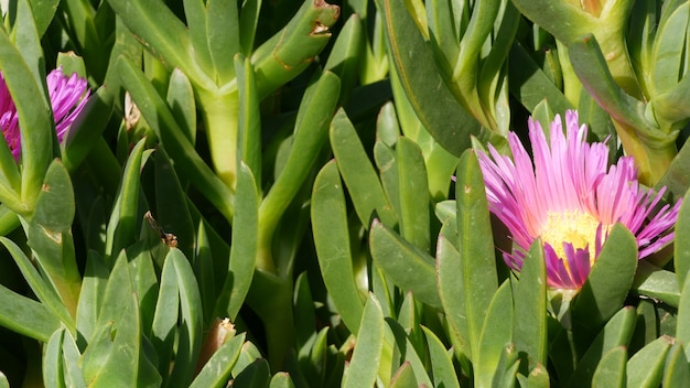 IJsplant succulent tuinieren in Californië, VS. Huis tuin ontwerp. Natuurlijke botanische sier Mexicaanse kamerplanten en bloemen, dorre woestijn bloementeelt. Rustige sfeer. Zure of hottentot vijg.