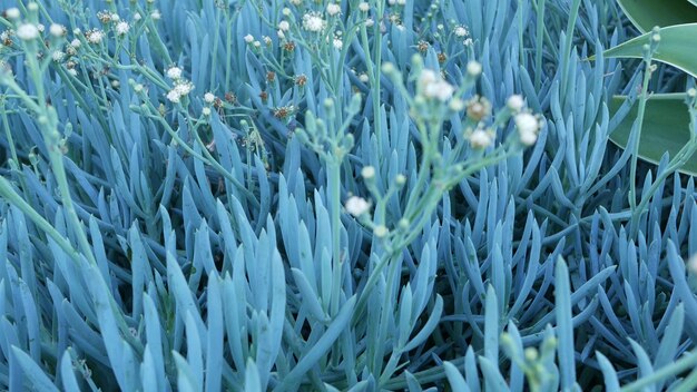 Ijsplant succulent tuinieren in californië, vs. huis tuin ontwerp. natuurlijke botanische sier mexicaanse kamerplanten en bloemen, dorre woestijn bloementeelt. rustige sfeer. zure of hottentotvijg