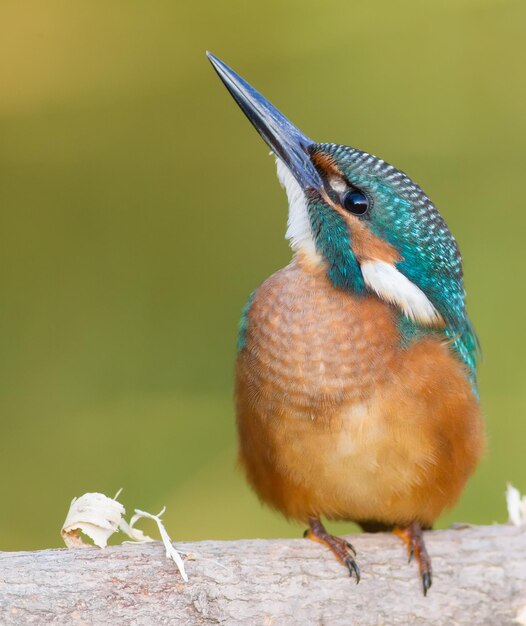 Foto ijsvogel alcedo atthis de jonge vogel zit op een tak close-up vogel kijkt omhoog