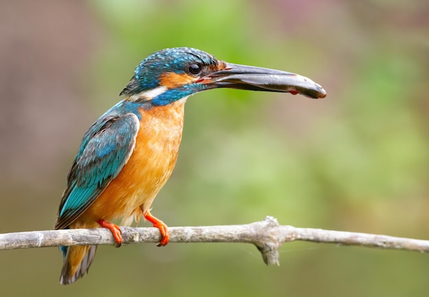 IJsvogel Alcedo atthis De mannelijke vogel ving een vis en bracht hem naar het nest