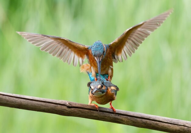 IJsvogel Alcedo atthis Een familie vogels is bezig met de voortzetting van zijn soort