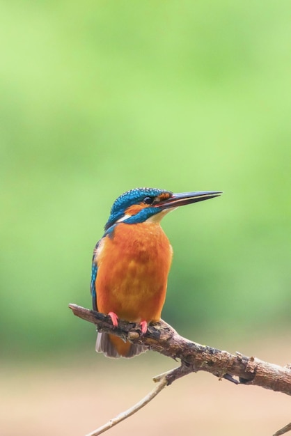 IJsvogel (Alcedo atthis) Euraziatische ijsvogel