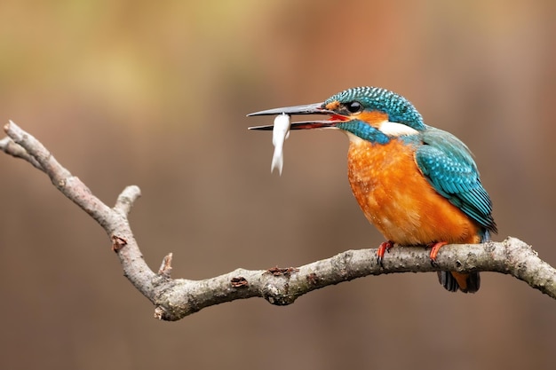 IJsvogel alcedo atthis houdt het visje in zijn snavel