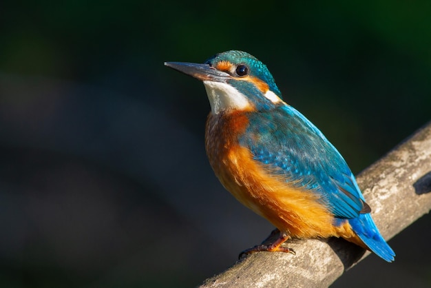 IJsvogel Alcedo atthis In de vroege ochtend zit de vogel op een mooie oude tak