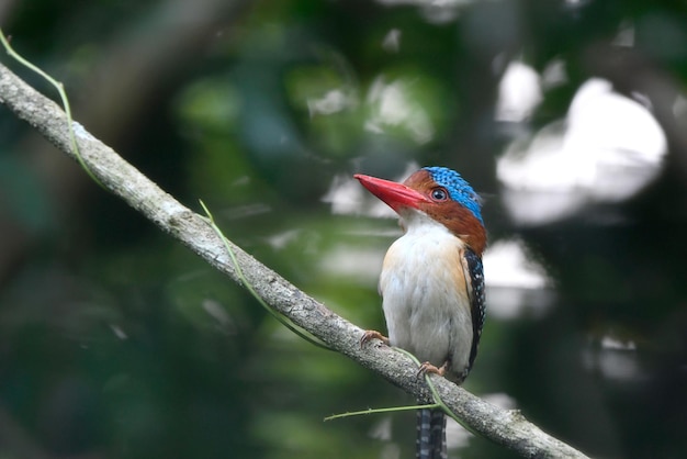 IJsvogel Alcedo atthis Mooie blauwe vogel op een tak in het bos