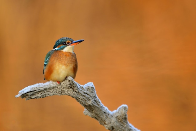 IJsvogel Alcedo Atthis zittend op een boomtak