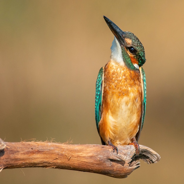 IJsvogel (Alcedo atthis) zittend op een stok.