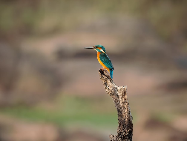 IJsvogel (Alcedo atthis).