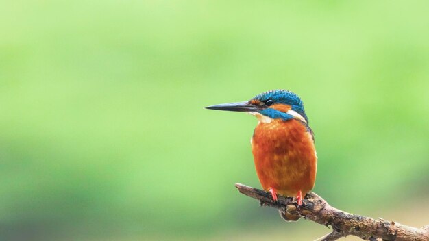 IJsvogel Alcedo bij deze Euraziatische IJsvogel