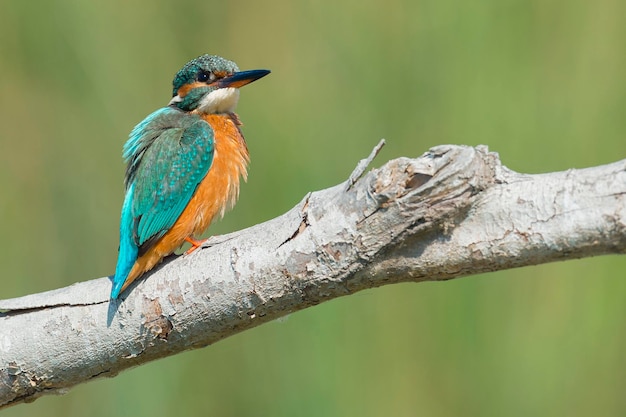 IJsvogel Alcedo in dit Malaga Spanje