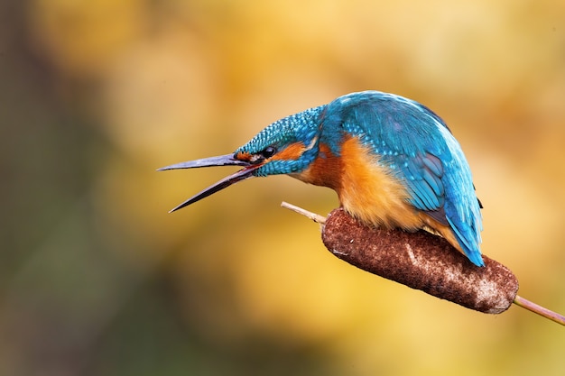 IJsvogel die met bek open roept in de lente