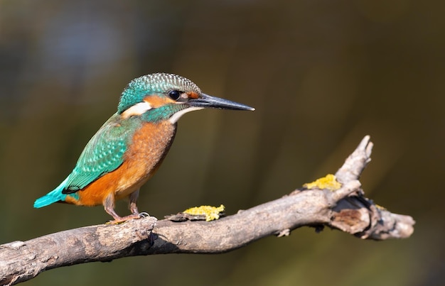 IJsvogel een jonge vogel zit op een mooie tak aan de rivier