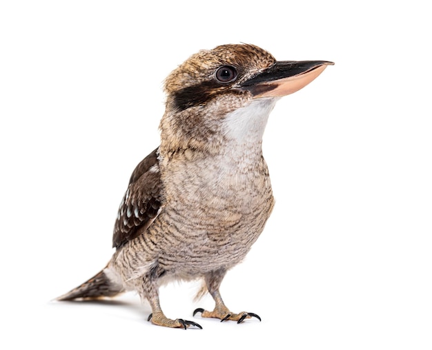 IJsvogel lachen kookaburra Dacelo novaeguineae geïsoleerd op wit