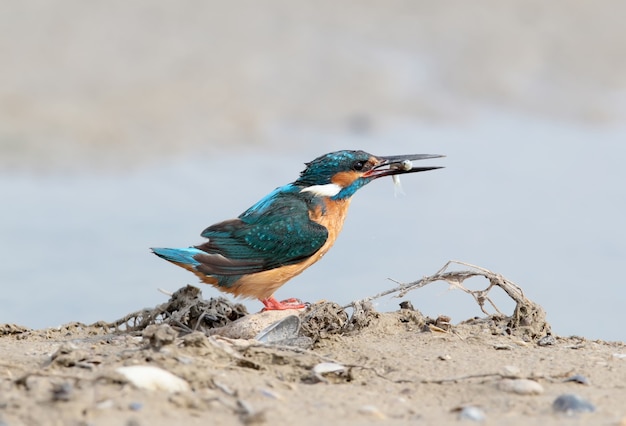 IJsvogel met vis in bek op de grond