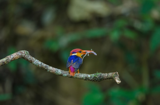 IJsvogel met zwarte rug of Oosterse Dwergijsvogel