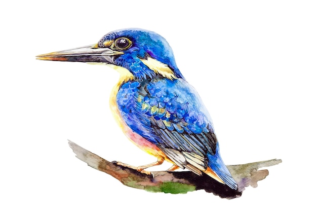 IJsvogel vogel aquarel illustratie Wildlife vogel op een boomtak Blauwe ijsvogel afbeelding