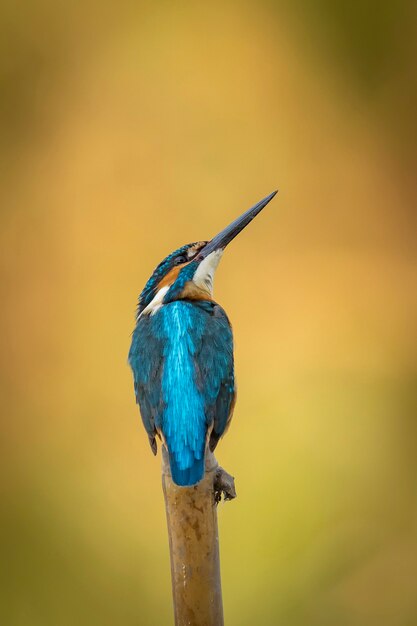 IJsvogel zat op een tak