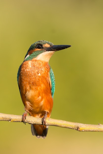 IJsvogel zat op een tak