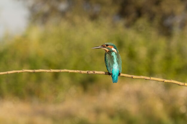 Ijsvogel zat op een tak