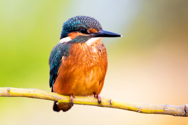 IJsvogel zat op een tak