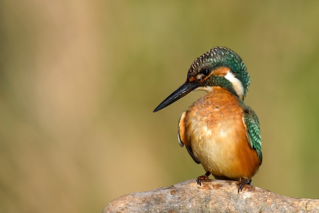 IJsvogel zittend op een stok