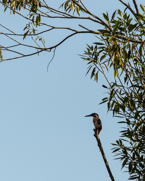 Foto ijsvogel