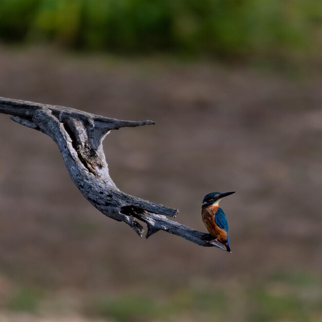 Foto ijsvogel