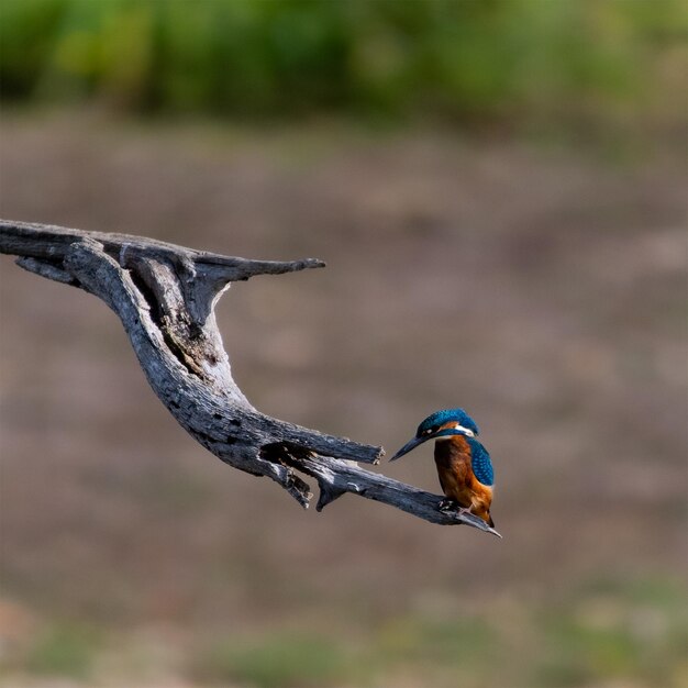 Foto ijsvogel