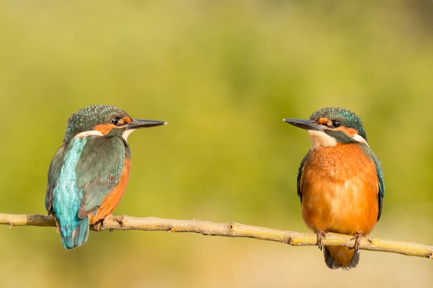 IJsvogelpaar op een tak wordt neergestreken die