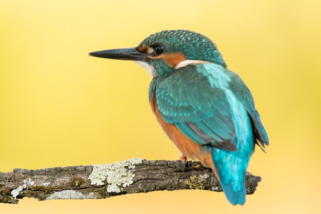 IJsvogelvogel die op een tak gladstrijken