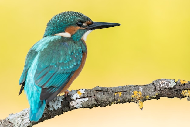 Ijsvogelvogel die op een tak gladstrijken