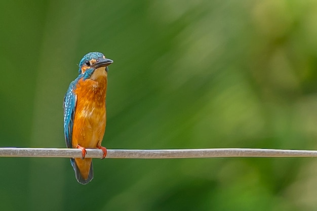 IJsvogelvogel op elektrische draad