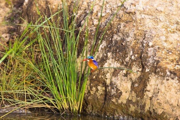 IJsvogelvogel zit op een riet Kenia Afrika