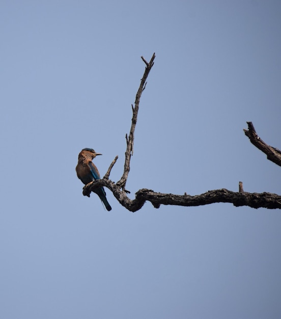 IJsvogelvogel zitplaatsen op een boomtak met blauwe hemelachtergrond