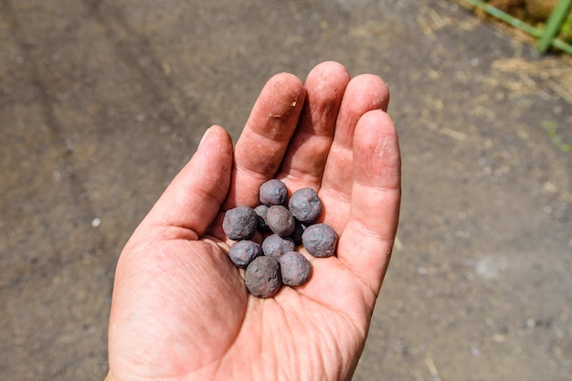 IJzererts taconiet pellets in een arbeidershand