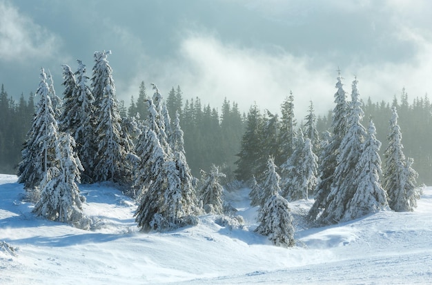 Ijzig besneeuwd sparrenbos op de helling van de winterochtend bij bewolkt weer.