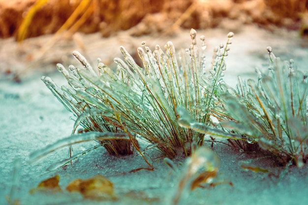 Ijzig gras in de winter na ijsregen. Natuur winter achtergrond