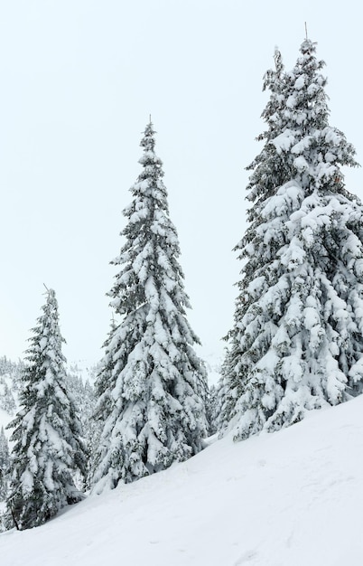 Ijzige besneeuwde sparren op de winterheuvel bij bewolkt weer (Karpaten).